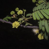 Albizia amara (Roxb.) Boivin